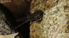 Bufo stejnegeri