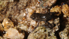 Bufo stejnegeri