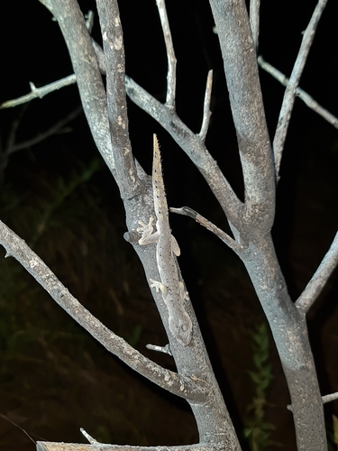 Northern Spiny-tailed Gecko, Strophurus ciliaris