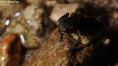 Bufo stejnegeri