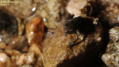 Bufo stejnegeri