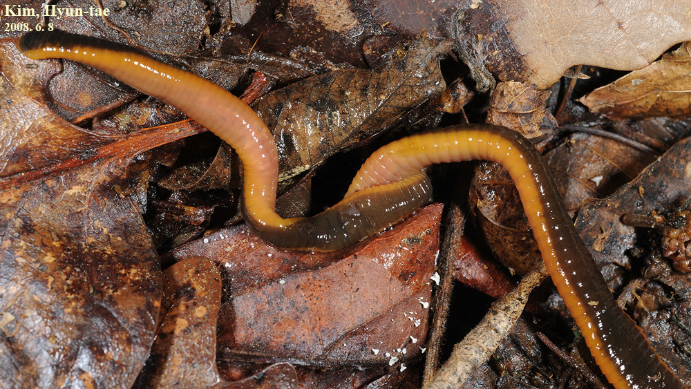 Gastrostomobdellidae