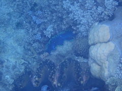 Tridacna derasa