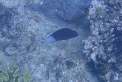 Pycnochromis margaritifer