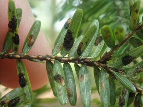 Elongate hemlock scale photo 2