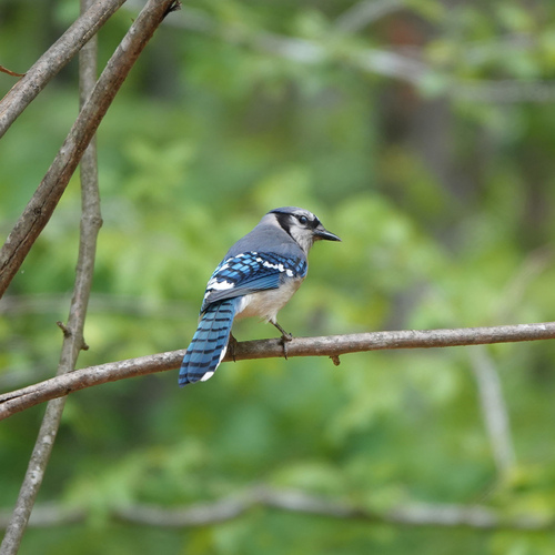 Blue Jay photographed in Virginia