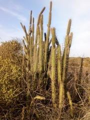 Armatocereus cartwrightianus