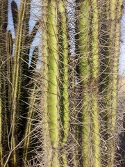 Armatocereus cartwrightianus