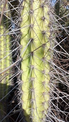 Armatocereus cartwrightianus