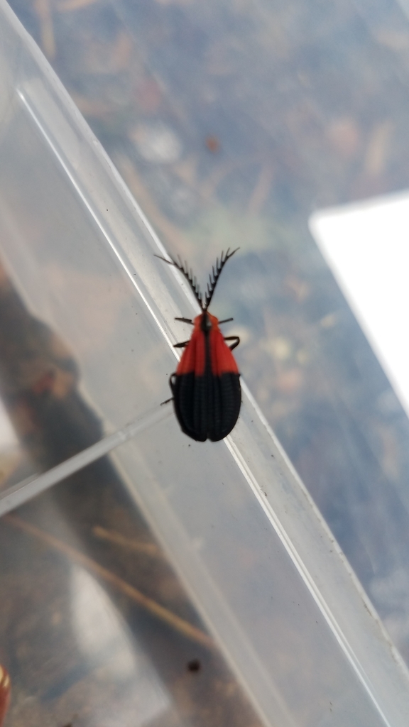 Caenia scapularis