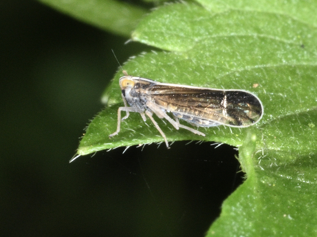 Preterkelisia