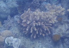 Pocillopora grandis