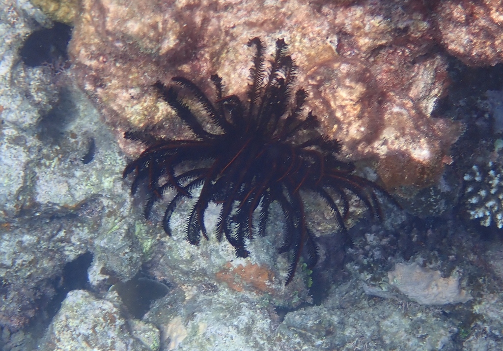 Comatulinae