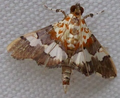 Aetholix flavibasalis