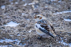 Plectrophenax nivalis