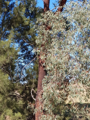Eucalyptus sideroxylon
