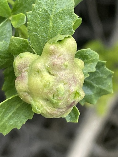 iNaturalist observation photo of Coyote Brush Bud Gall Midge