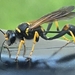 Yellow-legged Mud-dauber Wasp - Photo (c) KristieH, some rights reserved (CC BY-NC), uploaded by KristieH