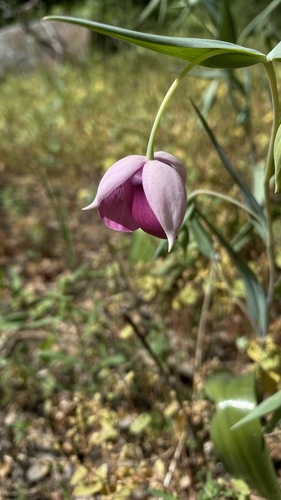 Purple fairy-lantern (Calochortus amoenus)