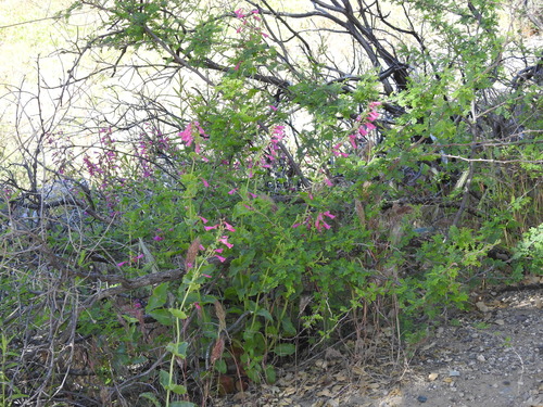 Image of Penstemon pseudospectabilis by (c) Rachel Stringham, some rights reserved (CC BY)