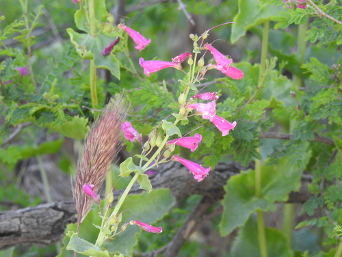 Image of Penstemon pseudospectabilis by (c) Rachel Stringham, some rights reserved (CC BY)