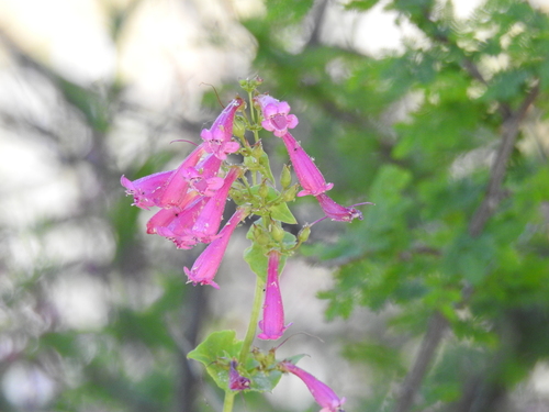 Image of Penstemon pseudospectabilis by (c) Rachel Stringham, some rights reserved (CC BY)