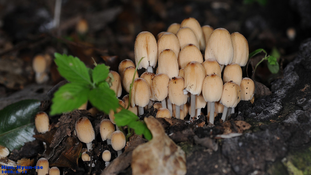 Coprinellus micaceus · June 2008 · photo: © pintail (iNaturalist, cc-by)