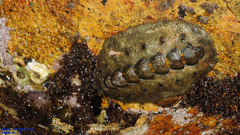 Acanthochitona defilippii