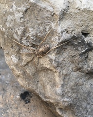 Bidentolophus bidens