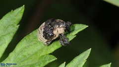 Sternuchopsis trifida