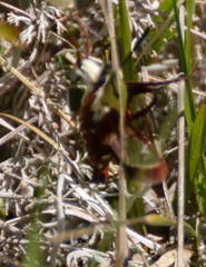 Hemaris gracilis