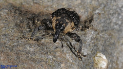 Sternuchopsis trifida