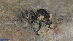 Sternuchopsis trifida