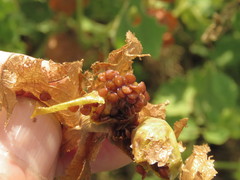 Physalis nicandroides