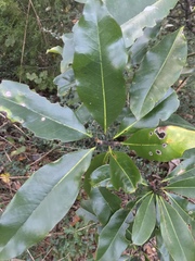 Magnolia grandiflora image