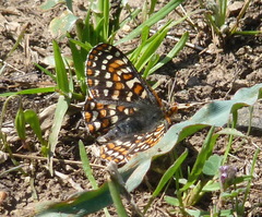 Euphydryas editha bayensis