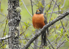 Turdus migratorius image