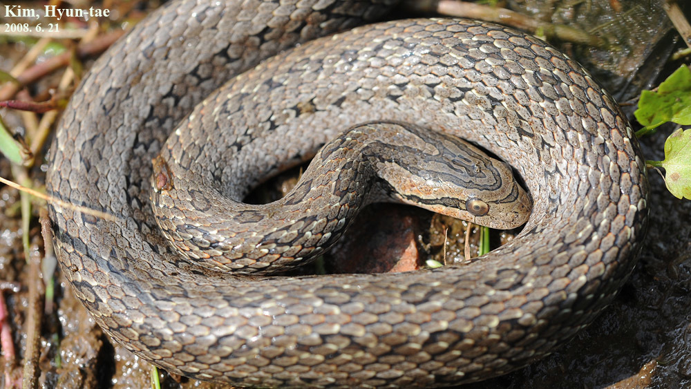 Oocatochus