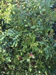 Myricaceae
