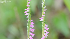 Spiranthes sinensis