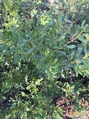Myricaceae