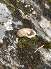 Cryptomastix