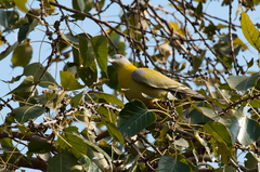 Treron phoenicopterus