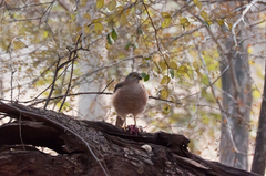 Accipiter badius