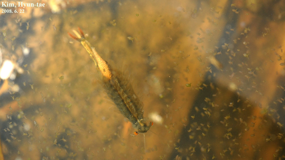 Horned Fairy Shrimps