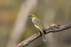 Yellow-Plumed Honeyeater photo 1