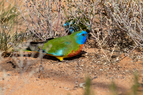 Scarlet-chested Parrot (Neophema splendida)