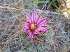Echinofossulocactus ochoterenaus
