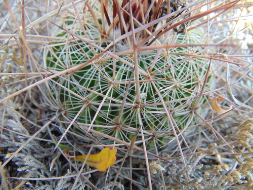 Echinofossulocactus ochoterenanus