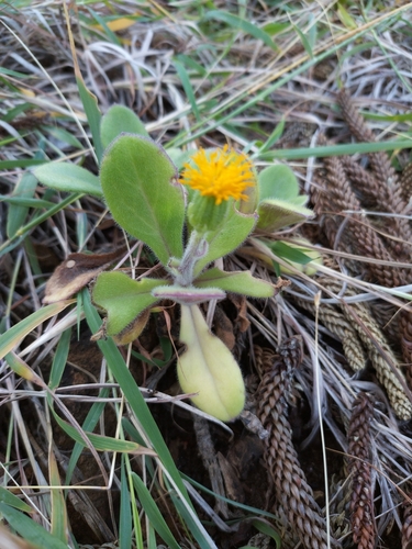 Gynura drymophila, 2023-05-14